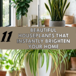 11 Beautiful Houseplants That Instantly Brighten Your Home