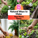 15 Natural Ways to Make Your Plants Thrive