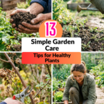 13 Simple Garden Care Tips for Healthy Plants