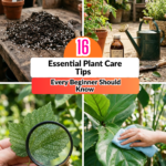 16 Essential Plant Care Tips Every Beginner Should Know