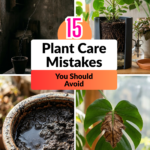15 Common Plant Care Mistakes You Should Avoid to Keep Your Greenery Thriving