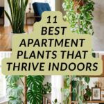 11 Best Apartment Plants That Thrive Indoors