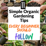 11 Simple Organic Gardening Tips Every Beginner Should Follow