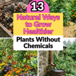 13 Natural Ways to Grow Healthier Plants Without Chemicals