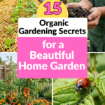 15 Organic Gardening Secrets for a Beautiful Home Garden