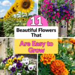 11 Beautiful Flowers That Are Easy to Grow