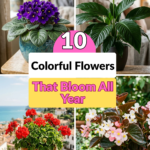 10 Colorful Flowers That Bloom All Year