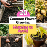 20 Common Flower Growing Mistakes to Avoid