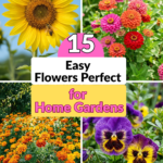 15 Easy Flowers Perfect for Home Gardens
