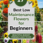 17 Best Low-Maintenance Flowers for Beginners