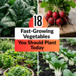18 Fast-Growing Vegetables You Should Plant Today