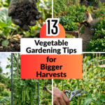 13 Vegetable Gardening Tips for Bigger Harvests