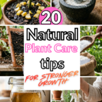 20 Natural Plant Care Tips for Stronger Growth