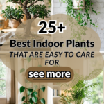 25 Best Indoor Plants That Are Easy to Care For