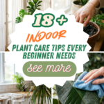 18 Indoor Plant Care Tips Every Beginner Needs