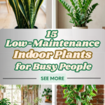 15 Low-Maintenance Indoor Plants for Busy People