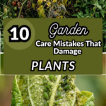 10 Garden Care Mistakes That Damage Plants