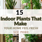 15 Indoor Plants That Make Your Home Feel Fresh