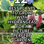 12 Best Plants to Grow with Hydrangeas for a Picture-Perfect Garden