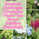 13 Gorgeous Hydrangea Companion Plants That Bloom Together Beautifully
