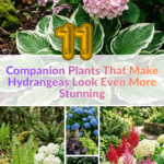 11 Companion Plants That Make Hydrangeas Look Even More Stunning