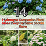 14 Hydrangea Companion Plant Ideas Every Gardener Should Know