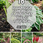 16 Hydrangea Companion Plants That Thrive Together