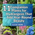 11 Companion Plants for Hydrangeas That Add Year-Round Beauty