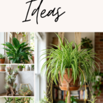 10 Low-Maintenance Indoor Apartment Garden Ideas